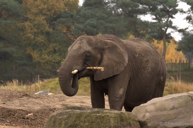 _DSC4637 -1.JPG - Safaripark Beekse Bergen